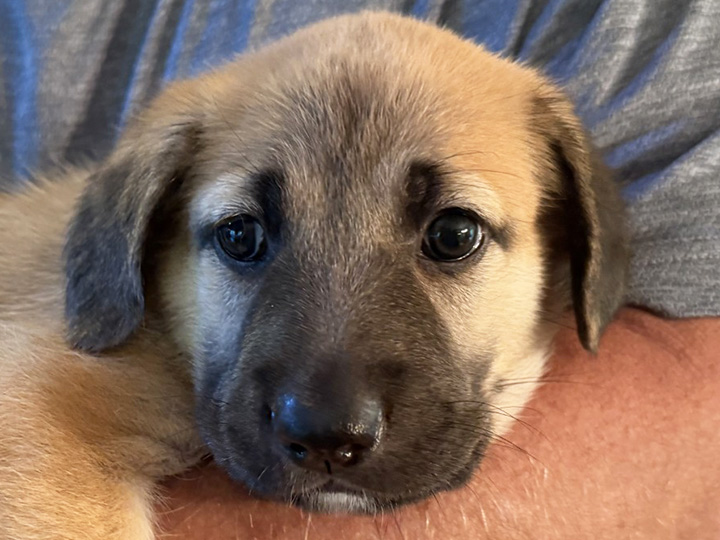 chinook puppy